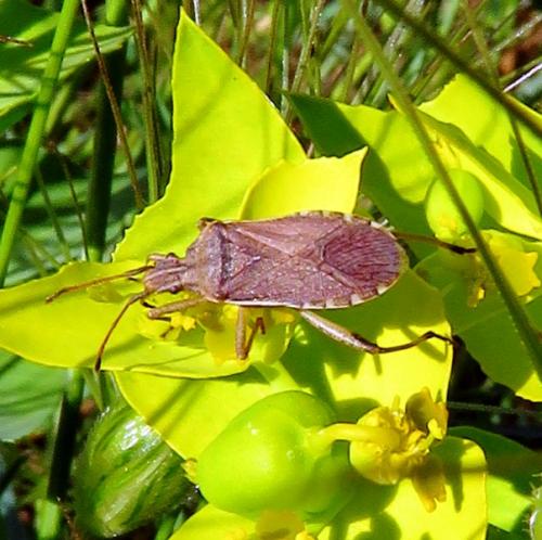 Ceraleptus obtusus
